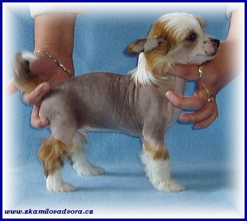 Hanusch z Kamilova dvora