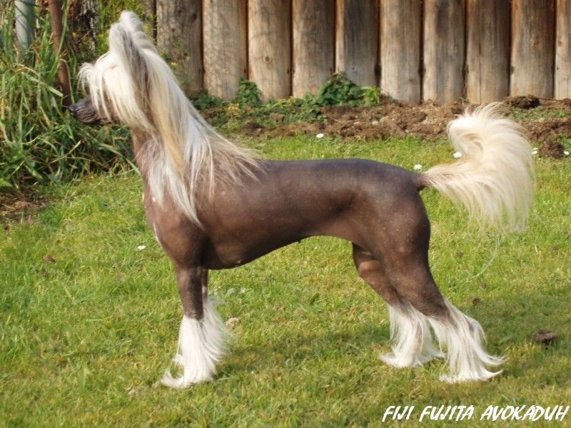 Fiji Fujita Avokaduh