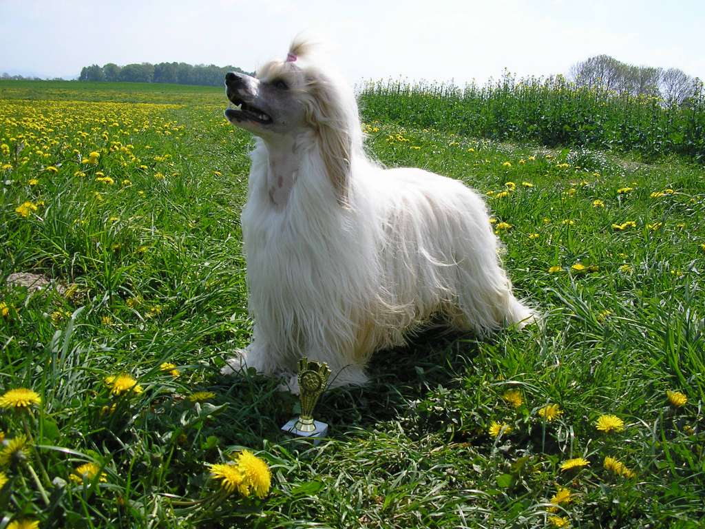 Chuan z Jasne hvezdy