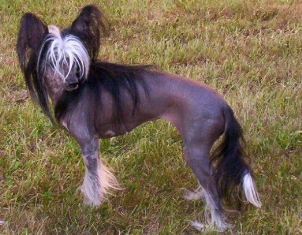 Claudie z Frydeckeho zamku