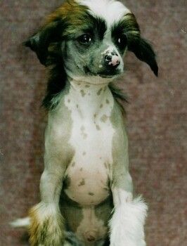 Geofrey z Kamilova dvora