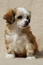 Hirsuta z Kamilova dora