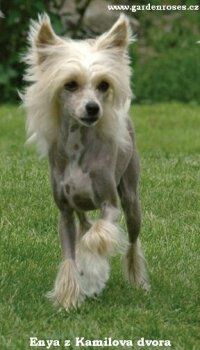 Enya z Kamilova dvora