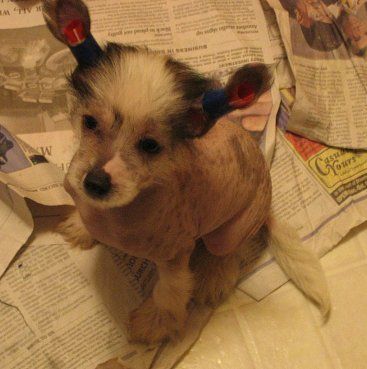 Balthazar Of Gardine