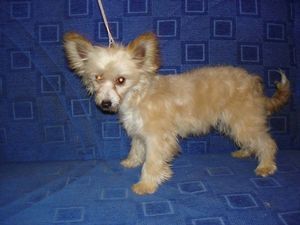 Dlugosz z Ogrodu Fauny