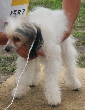 Cynia z Ogrodu Fauny