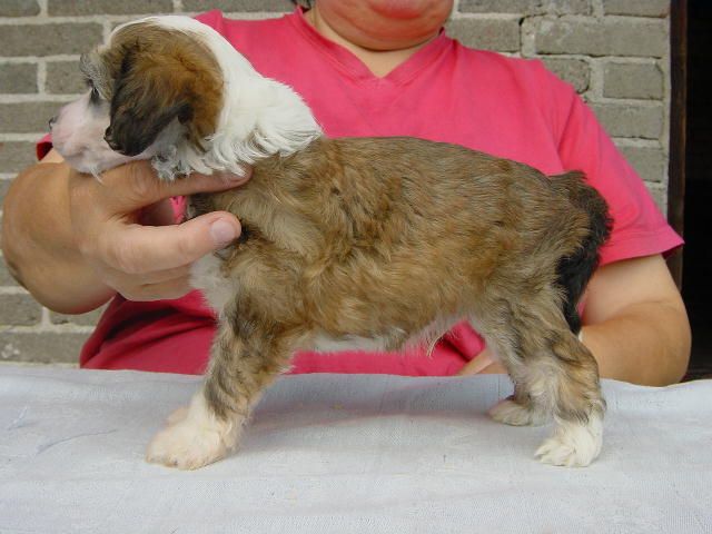 Zhannel's Forbidden Fruit 