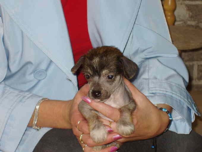 Zhannel's Fire'n Ice