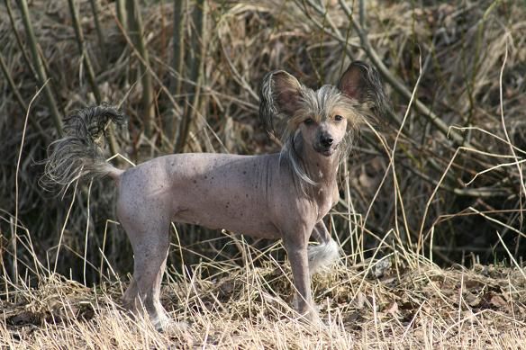 Zhannel's First Choice