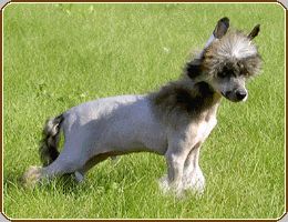 Bandoleiro Fantastico Sub-O-Divo