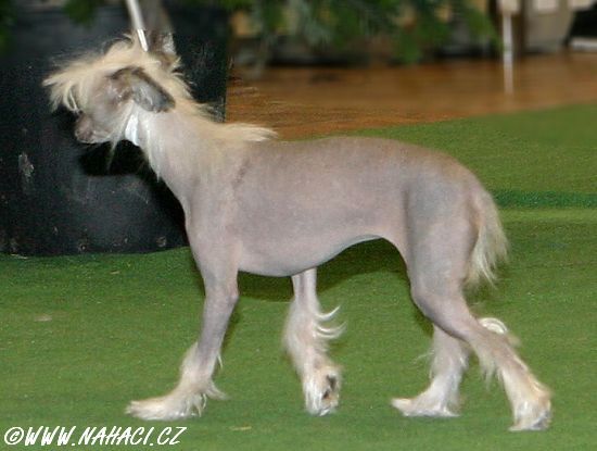 Batida De Coco Sub-O-Divo