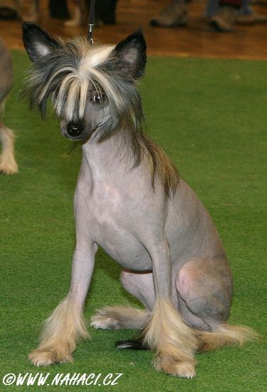 Belle Choux Choux Sub-O-Divo