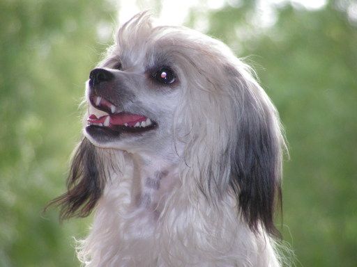 De La Mahafu's Dolly D'lux