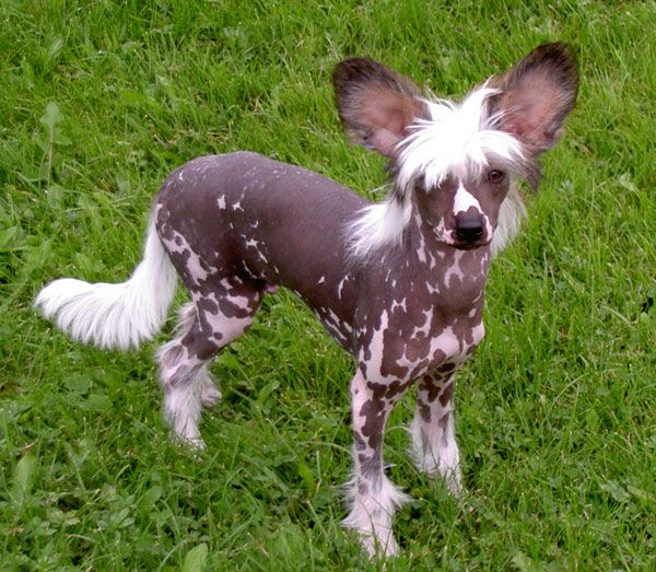 Mocci'z Bruichladdich