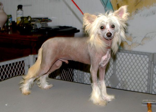 Babylon Golden Odysseus