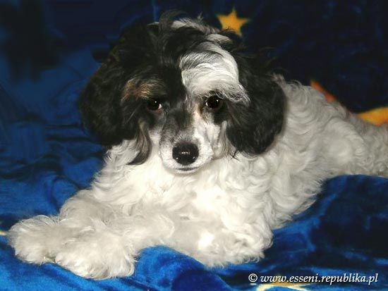 Quo Vadis Rosina Esseni