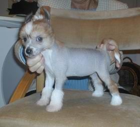 I De Gabritho Poarott