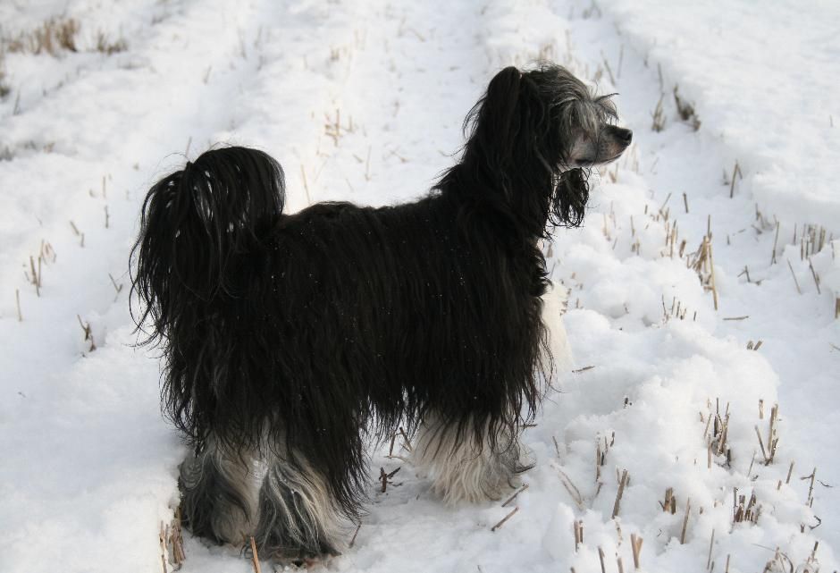 Zhannel's Lullaby Baby