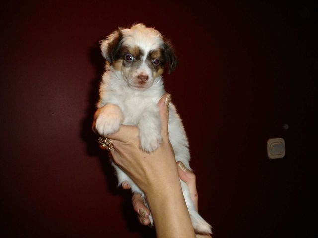 Escada Chrustowianki