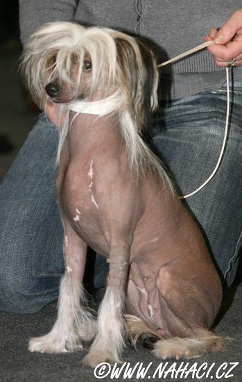 Calineczka Druzyna Marzen