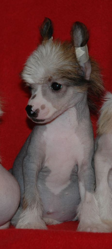 Easelydone Little Champs