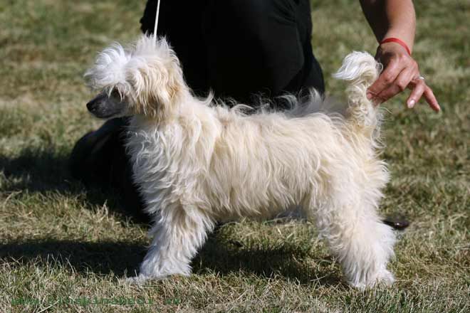 Vecernica Alexa Lachesis