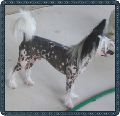 Rock On Chicks Dig It