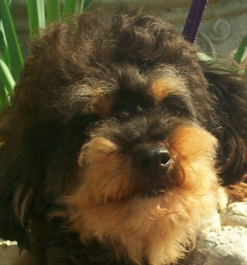 Bokate' Full Throttle