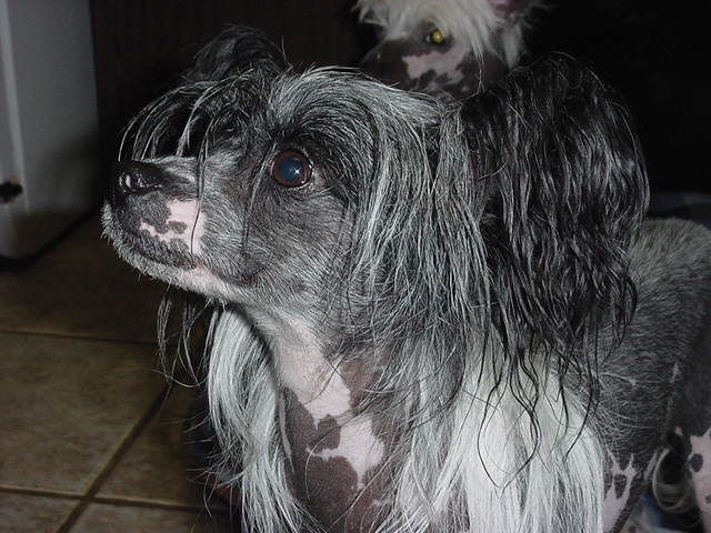 Montezumas Secret Princess-Lesmars