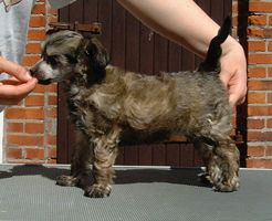 Proud Pony Congratulations