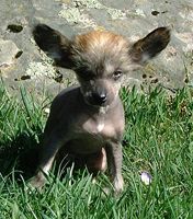 Proud Pony Coppertone