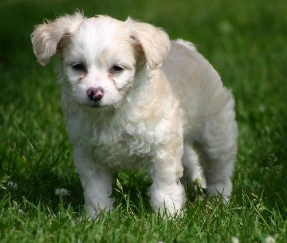 Happy Dancing BoBo Baila