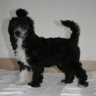 Happy Dancing Cha Cha Cha