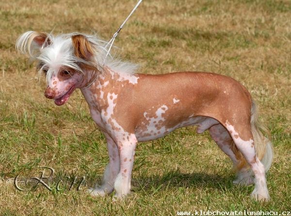 Chunky Gavany's Bohemia