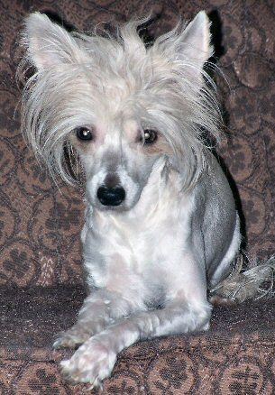 Harlequin's Mischief Maker