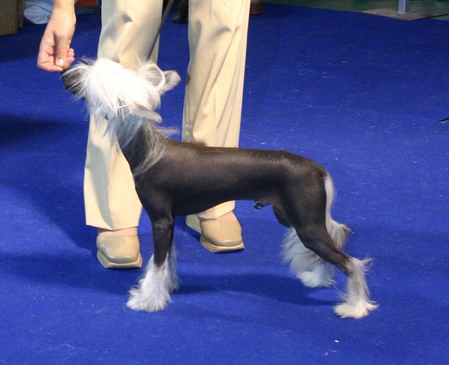 Devoted Look of Bilman-Lions