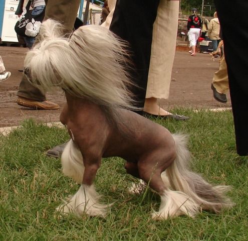 Secret Patrz i Podziwiaj