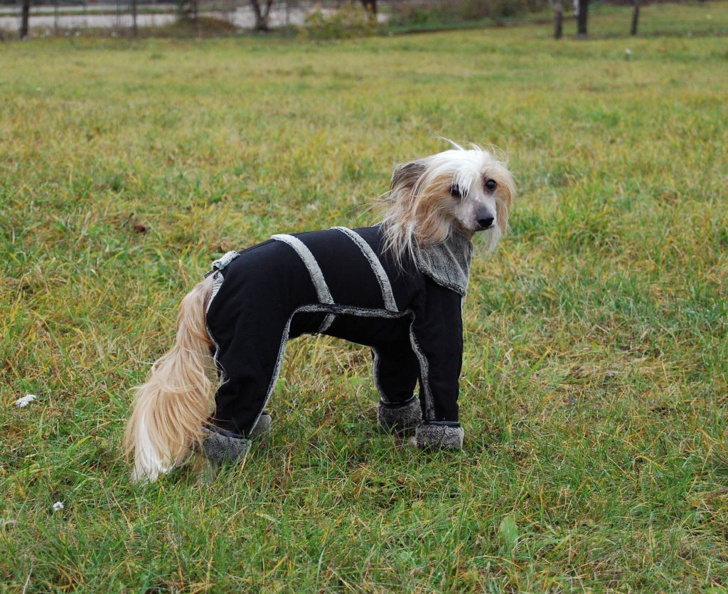 In-Sa-In Bonarita Svift 