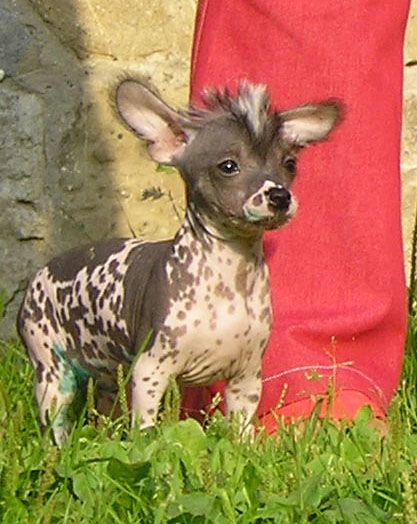 Enji Ze Zatopene chajdy