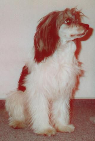 Adam Zatopene chajdy