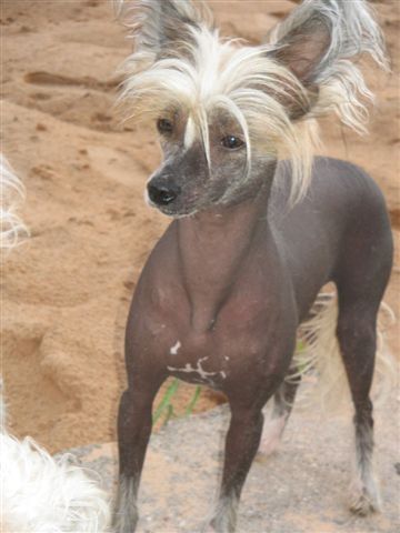 Mit Rococco Rouber Zlat