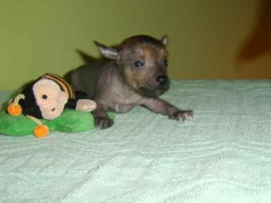 Orzeszek Super Ciapki