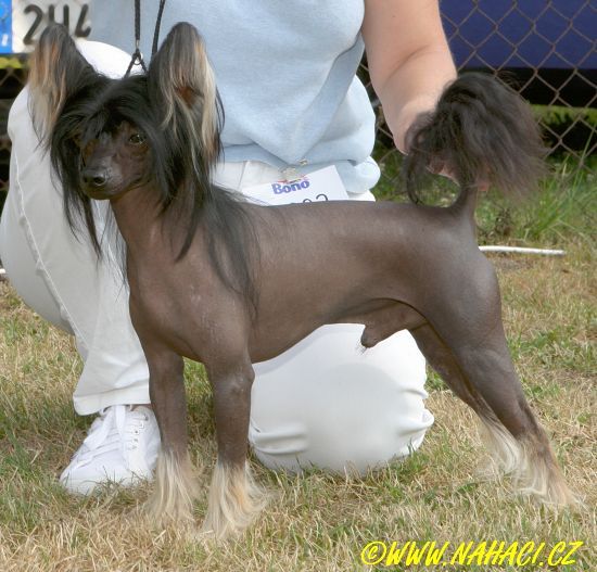 Elite Sunshine von Hellmundin