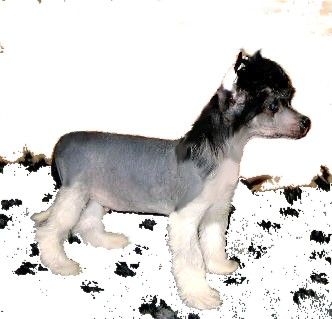 Strong Stael Son Royal International