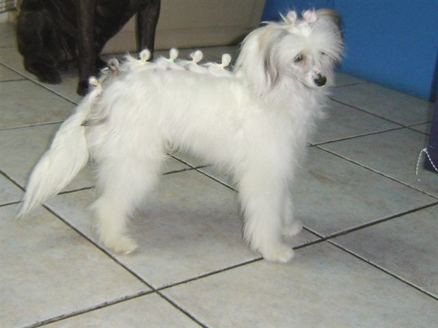 Credusek Chrustowianki