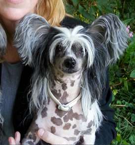 Belshaw's Ibiza Hippie