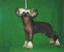 Willow of Honeycroft