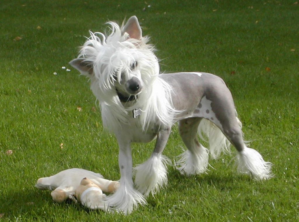 Eye Catcher Little Champs