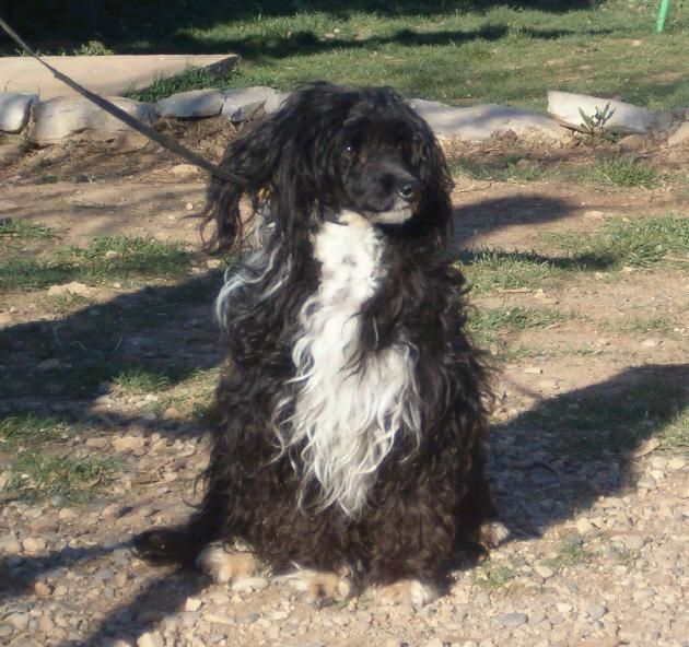 Théou Shah Nymphéa de Saint Venceslas