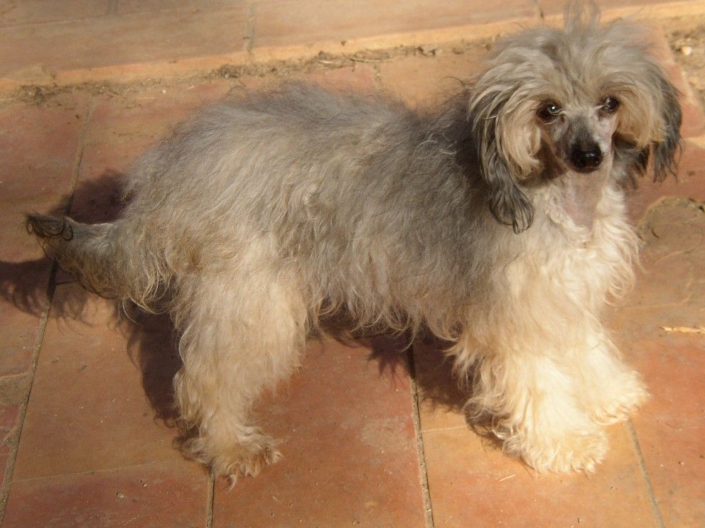 Tokyo Nymphéa de Saint Venceslas